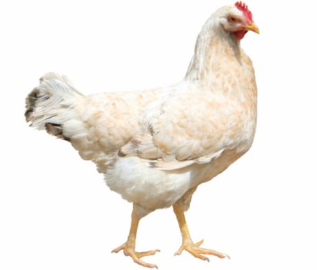 stop konsumsi ayam boiler